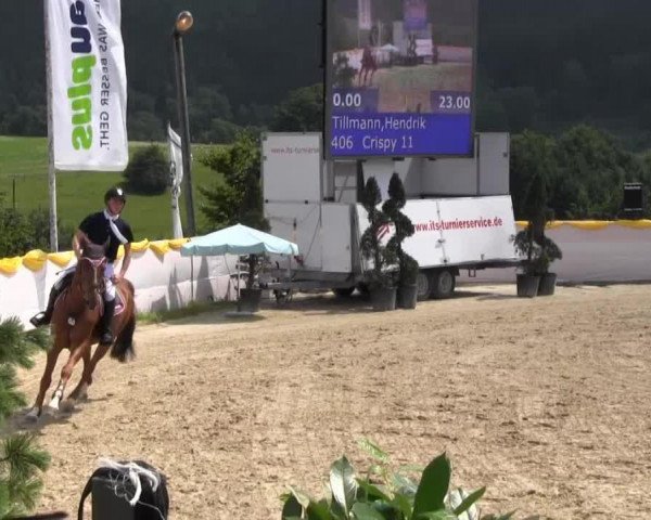 jumper Crispy 11 (Zangersheide riding horse, 2005, from Cobra)