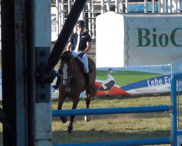 jumper Vancouver 35 (KWPN (Royal Dutch Sporthorse), 2004, from Voltaire)