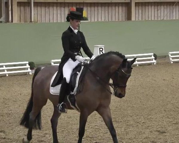 dressage horse Beka's Ramazotti (German Riding Pony, 2000, from Beka's Rubin)