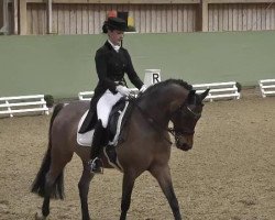 dressage horse Beka's Ramazotti (German Riding Pony, 2000, from Beka's Rubin)