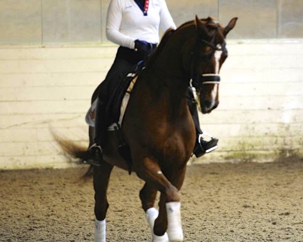 horse Fantastico (Hanoverian, 2005, from Florencio I)