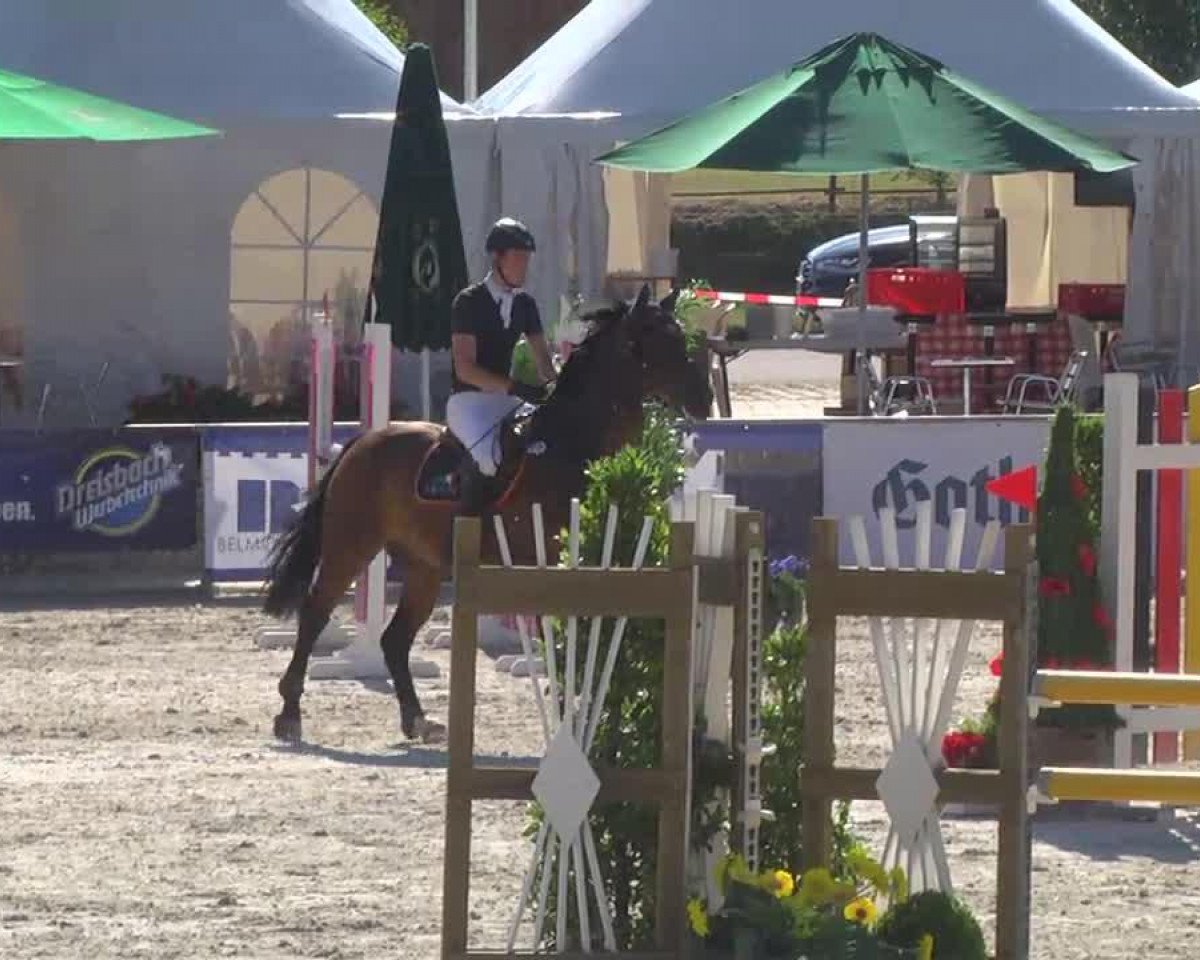 dressage horse Luwego (Bavarian, 2003, from Landprinz)