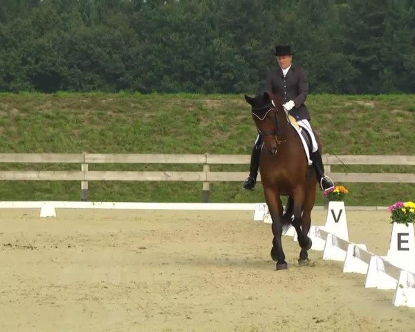 dressage horse Livendo 2 (Hessian Warmblood, 2000, from Lambada) dressage horse Livendo 2 (Hessian Warmblood, 2000, from Lambada)