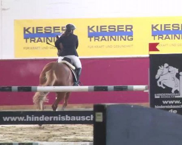 jumper Roven's Goldschnuppe (KWPN (Royal Dutch Sporthorse), 2003, from Roven xx)