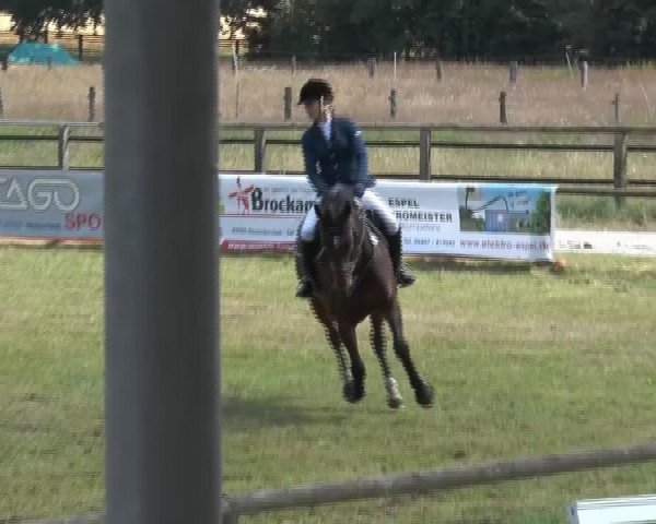 jumper Mette 3 (Hanoverian, 1999, from Metternich)