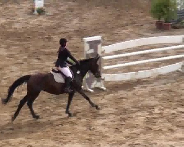 broodmare Zuckerpuppe (Hanoverian, 2003, from Zacharias)