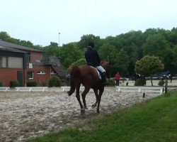 Dressurpferd Walesco 159 (Hannoveraner, 1999, von Weltbogen)