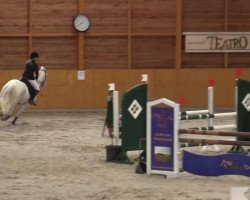 Springpferd Celebration 24 (Holsteiner, 2004, von Calato)