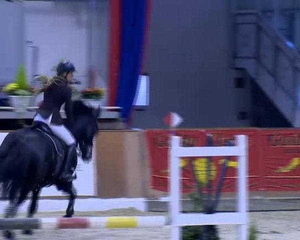 jumper Cooper 100 (Oldenburg, 2006, from Contendro I)