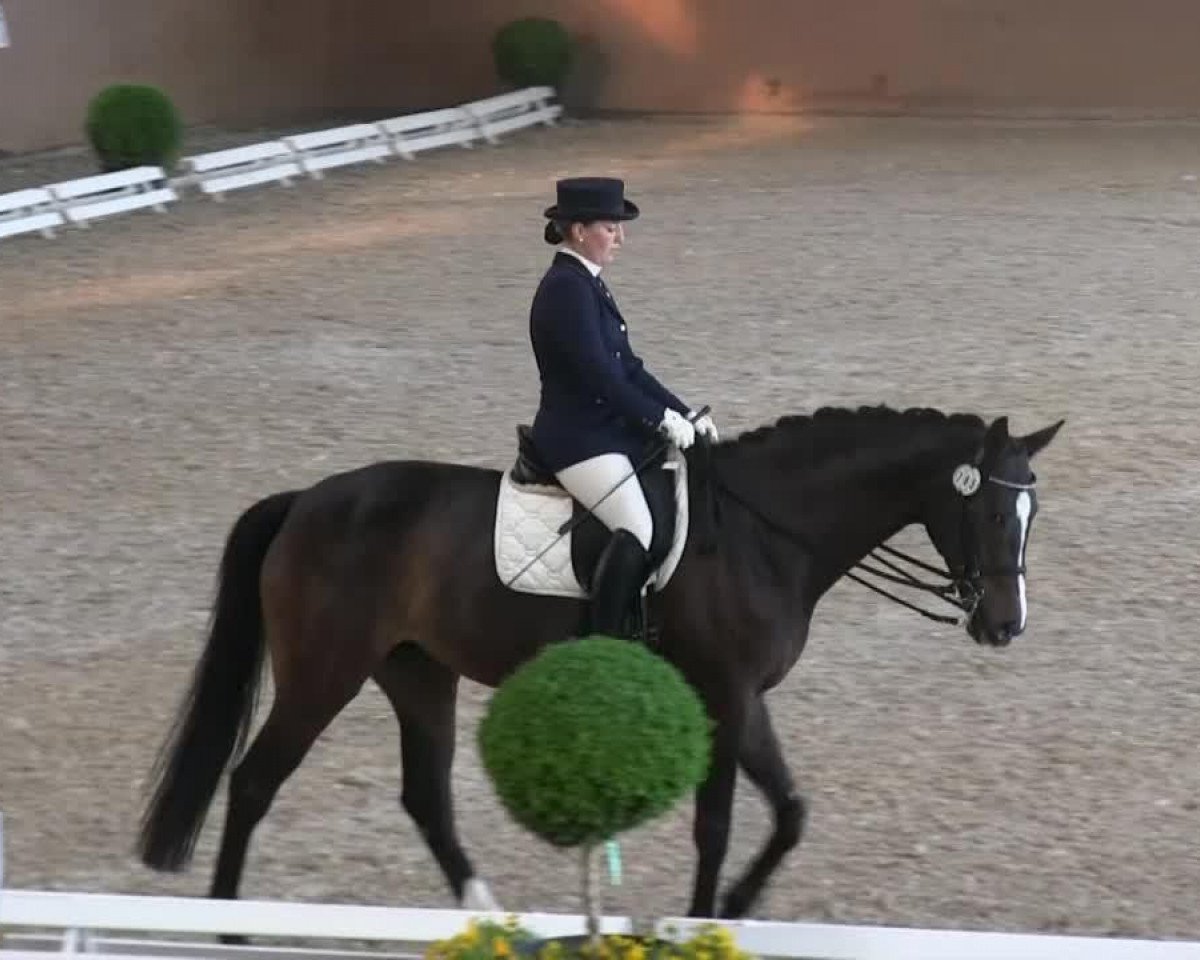 broodmare Noblesse 165 (Holsteiner, 1998, from Leandro)