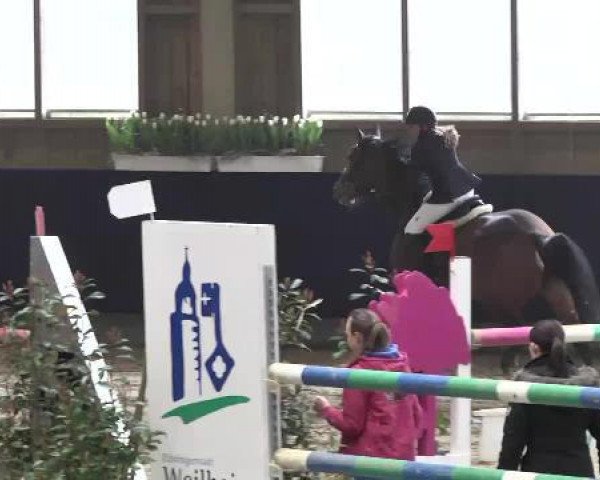 jumper Ratina B (Zweibrücken, 2005, from Rosenzauberer)