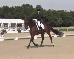 dressage horse Depardieu (Württemberger, 2001, from Dr. Jackson D)