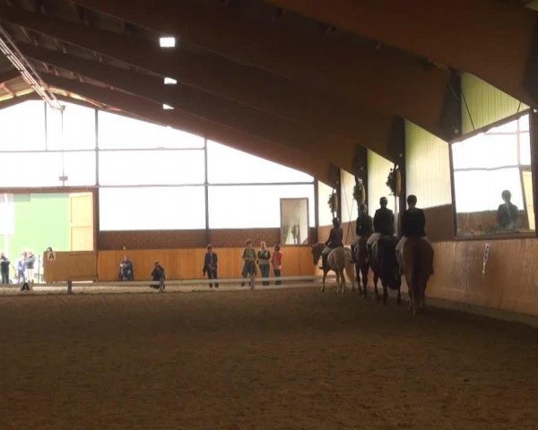 dressage horse Rob Roy 29 (Westphalian, 1999, from Rosenquarz)