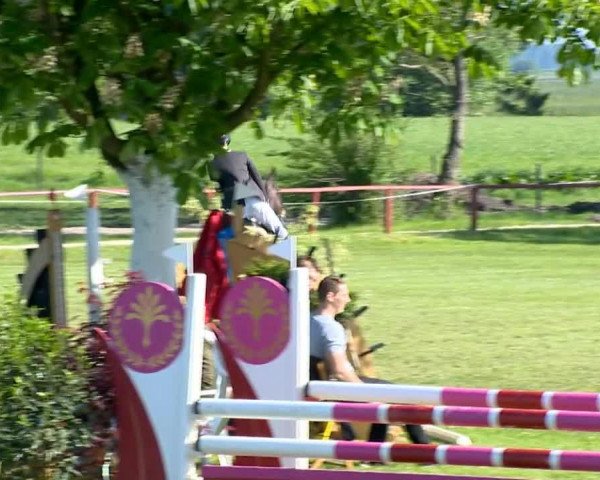 Springpferd Contendrus 2 (Hannoveraner, 2006, von Contendro I)