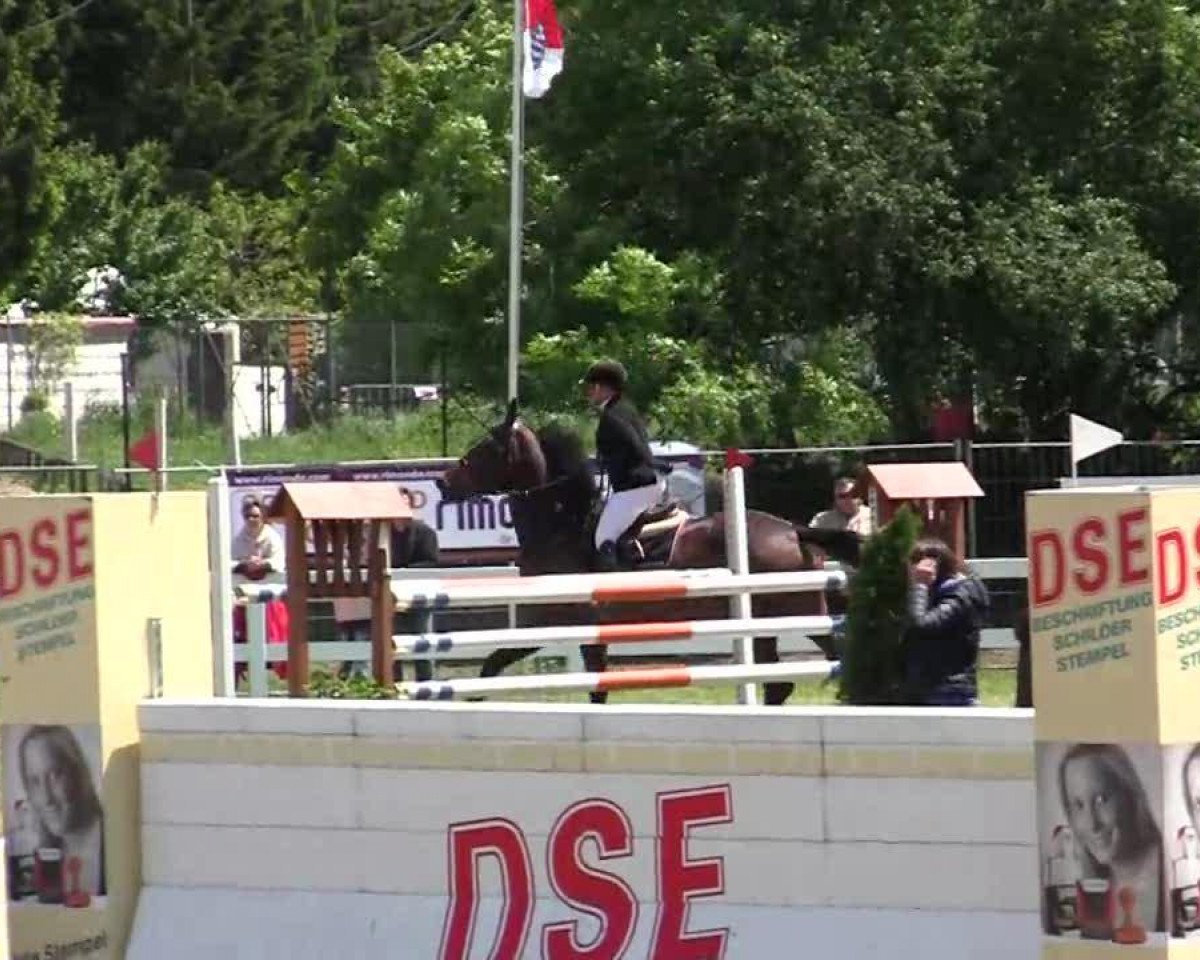 Caballo de salto Querida 75 (Oldenburgués, 2006, de Guidam de Henry)