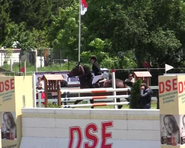 jumper Querida 75 (Oldenburg, 2006, from Guidam de Henry)