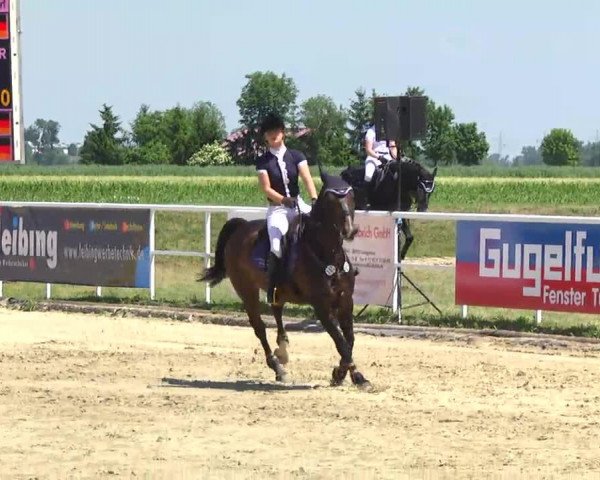 broodmare Carolina 18 (Holsteiner, 2000, from Candillo Z)