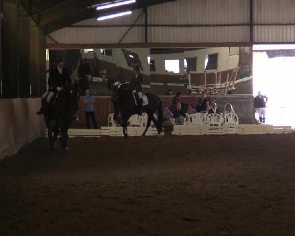 jumper Odessa 206 (Oldenburg, 2006, from Onassis)