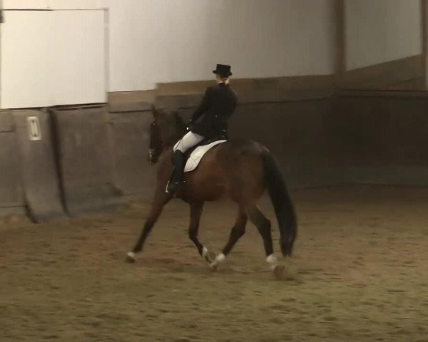 dressage horse Duke (Rhinelander, 1996, from Decano)