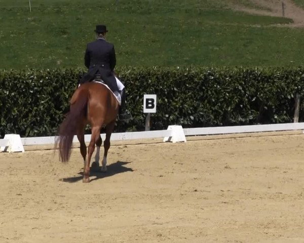 broodmare Rosacon WRT (Trakehner, 2005, from Connery)
