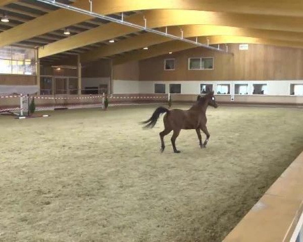 jumper Arina 129 (Württemberger, 2001, from Assistent)
