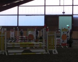 jumper Capris 11 (German Riding Pony, 2000, from Capri Moon)