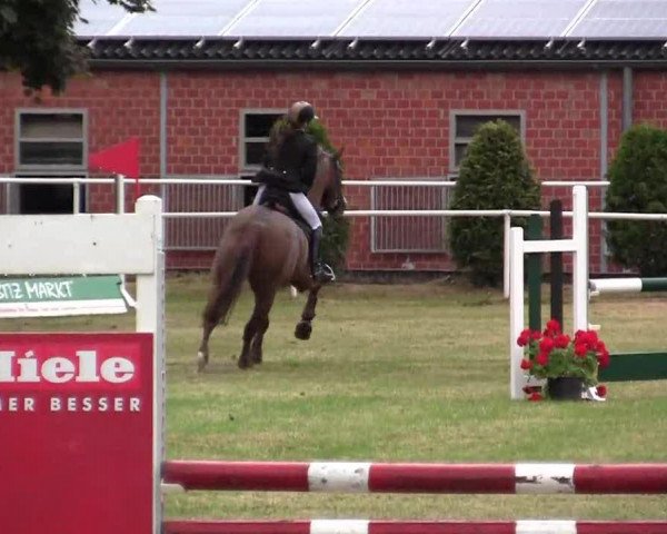 jumper Rocciciano (Hanoverian, 1997, from Regazzoni)