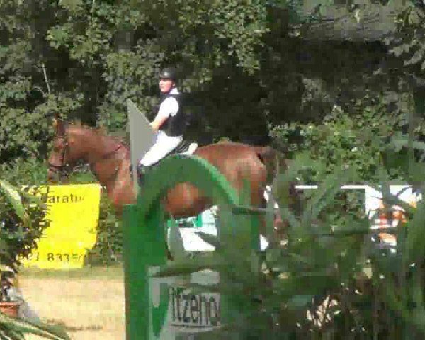 jumper Akita 81 (Hanoverian, 1999, from Akatschi) jumper Akita 81 (Hanoverian, 1999, from Akatschi)