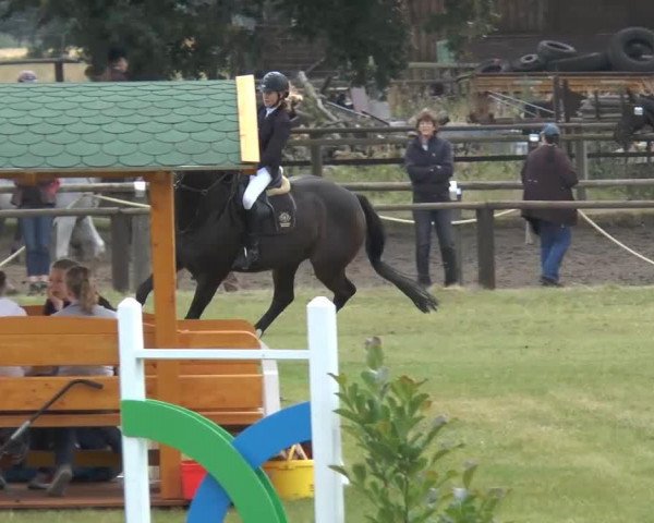 jumper Glamour 28 (Hanoverian, 1992, from Gambler's Cup xx)