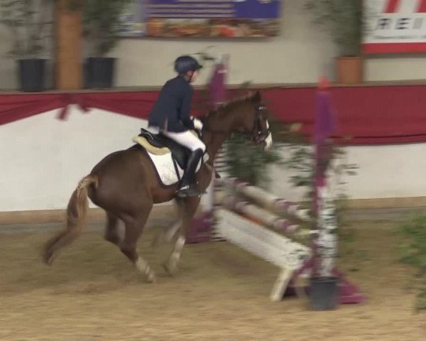 Dressurpferd Kevin 128 (Deutsches Reitpony, 2001, von Kelli) Dressurpferd Kevin 128 (Deutsches Reitpony, 2001, von Kelli)
