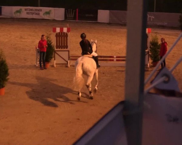 Zuchtstute Calista Lacrimosa (Holsteiner, 2004, von Calato)