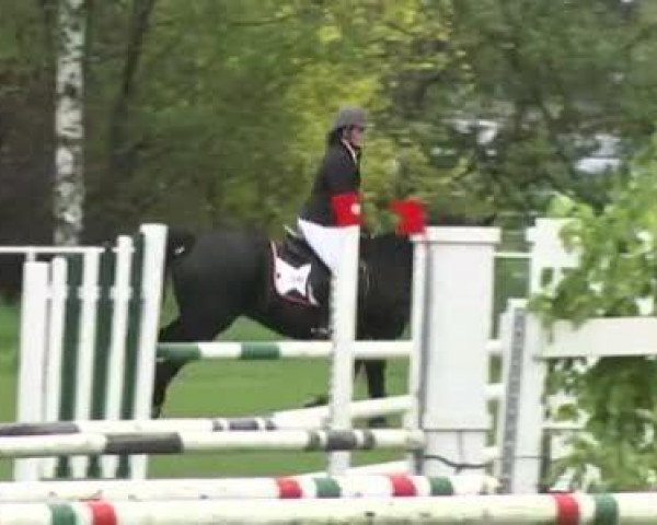 Jumper Bandit (German Riding Pony, 1992, from Bariton)