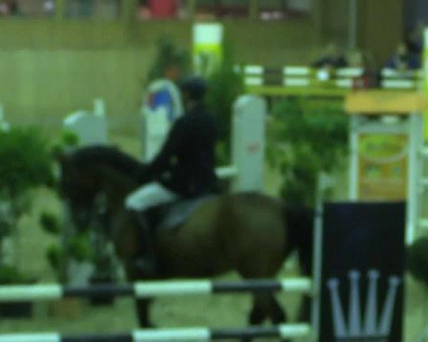 jumper Eddy 204 (KWPN (Royal Dutch Sporthorse), 2003, from Ovidius)
