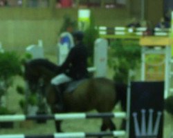 jumper Eddy 204 (KWPN (Royal Dutch Sporthorse), 2003, from Ovidius)
