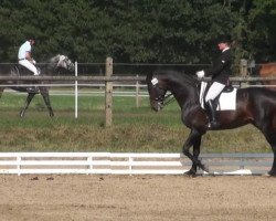 dressage horse Escimo (Hanoverian, 1998, from Escudo I)