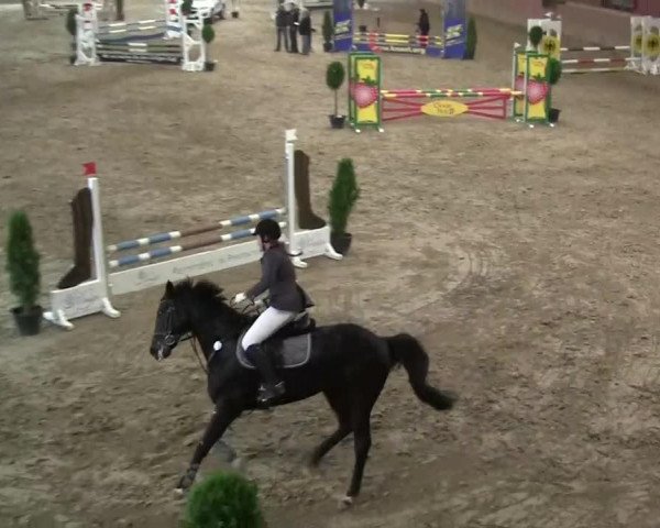 jumper Chianto 3 (Saxony-Anhaltiner, 1998, from Compliment)