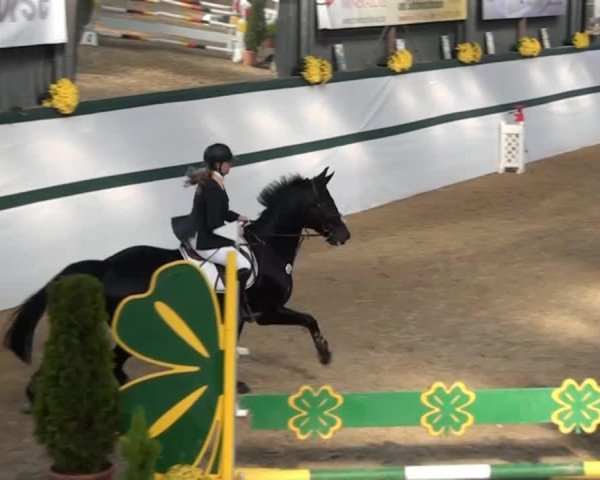 jumper Conquerant (Rhinelander, 2002, from Collin L)