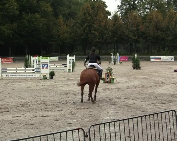 jumper Joyce 40 (Oldenburg, 2003, from Junior de Pommes)