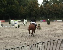 Cavallo da salto Joyce 40 (Oldenburger, 2003, di Junior de Pommes)