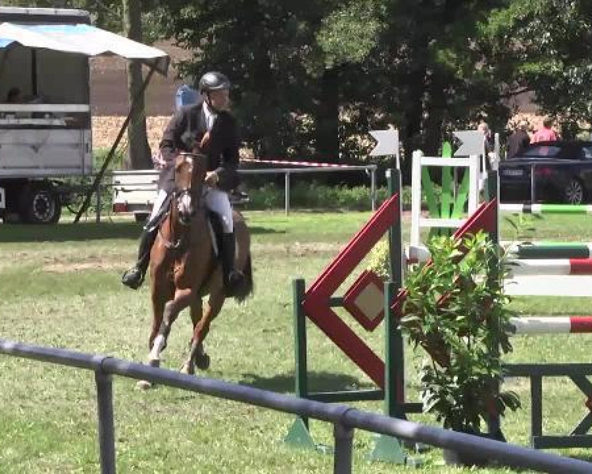 Cavallo da salto CMB Cassiopeia (Holsteiner, 2006, di Calido I)