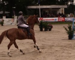 Springpferd Lucatoni 6 (Westfale, 2004, von Lissabon 29)