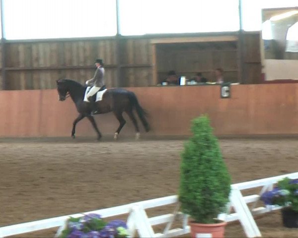 dressage horse Raschino (Hanoverian, 2000, from Rotspon)