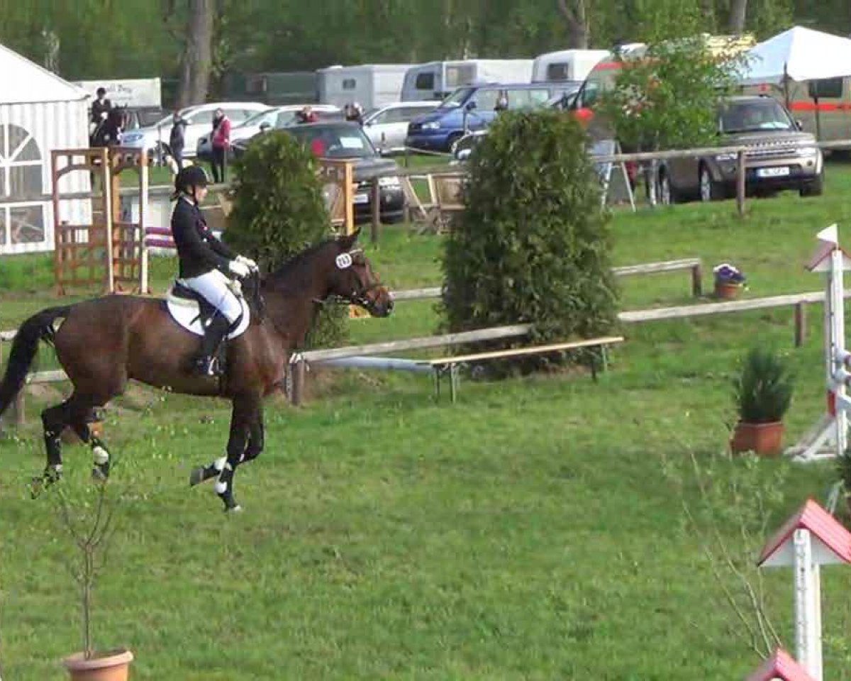 Cavallo da salto Connor 34 (Hannoveriano, 2004, di Countdown)