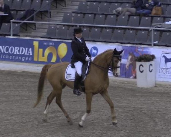 dressage horse Rosalie 128 (Hanoverian, 2004, from Rotspon) dressage horse Rosalie 128 (Hanoverian, 2004, from Rotspon)