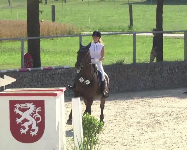 dressage horse Christobal 14 (Bavarian, 2000, from Captain Paul I)