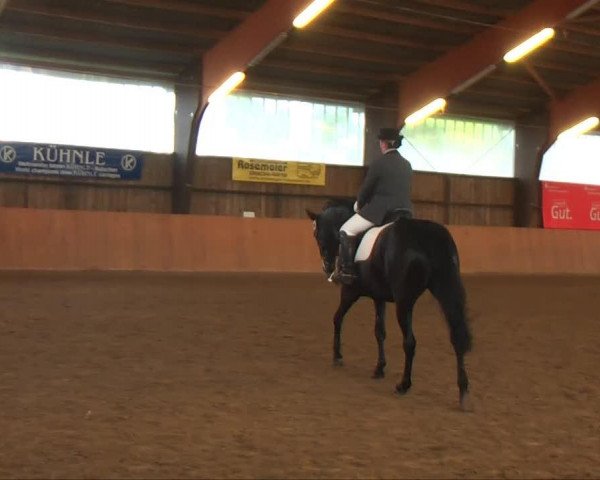 dressage horse Okiara (Trakehner, 2002, from Hohenstein I)