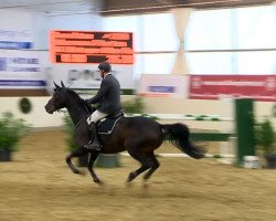 broodmare Quenntina (Oldenburg, 2006, from Quidam's Rubin)