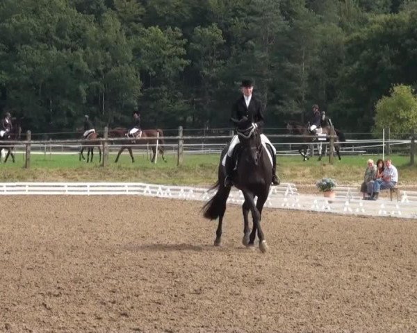 dressage horse Dannenbring's Life (Hanoverian, 2004, from Depardieu 11)