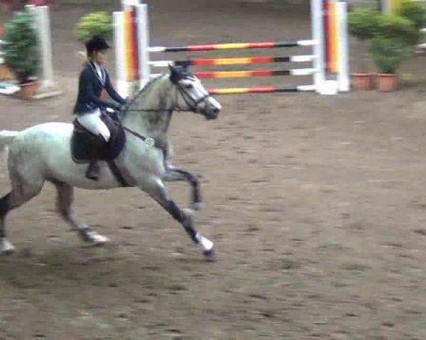 jumper Quido 10 (Danish Warmblood, 2005, from Bøgegårdens Quattro)