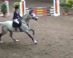 jumper Quido 10 (Danish Warmblood, 2005, from Bøgegårdens Quattro)